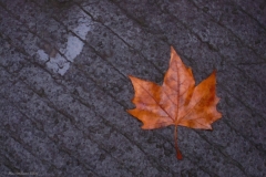 Massimiliano Sideri © - "Eleganza d'Autunno"