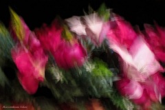 Massimiliano Sideri © - "Amore per i fiori"