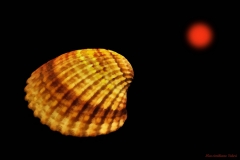Massimiliano Sideri © - "Regina - Acanthocardia Tubercolata"